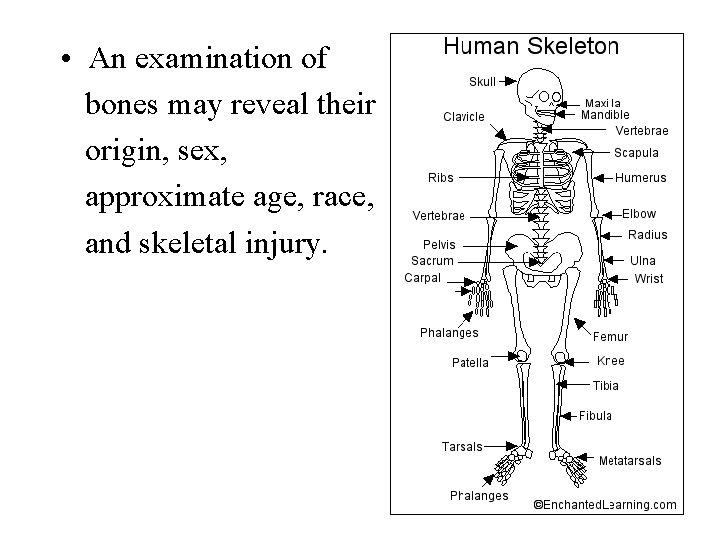  • An examination of bones may reveal their origin, sex, approximate age, race,