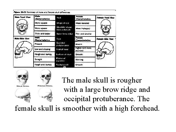  The male skull is rougher with a large brow ridge and occipital protuberance.