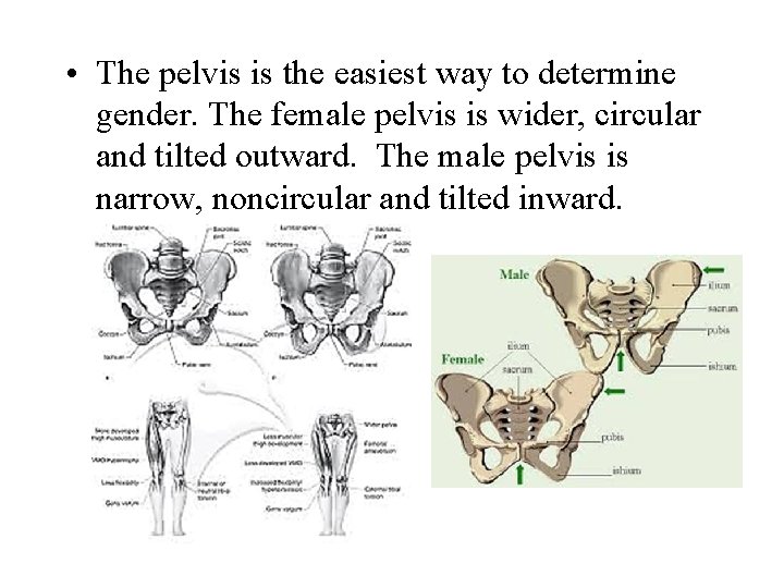  • The pelvis is the easiest way to determine gender. The female pelvis