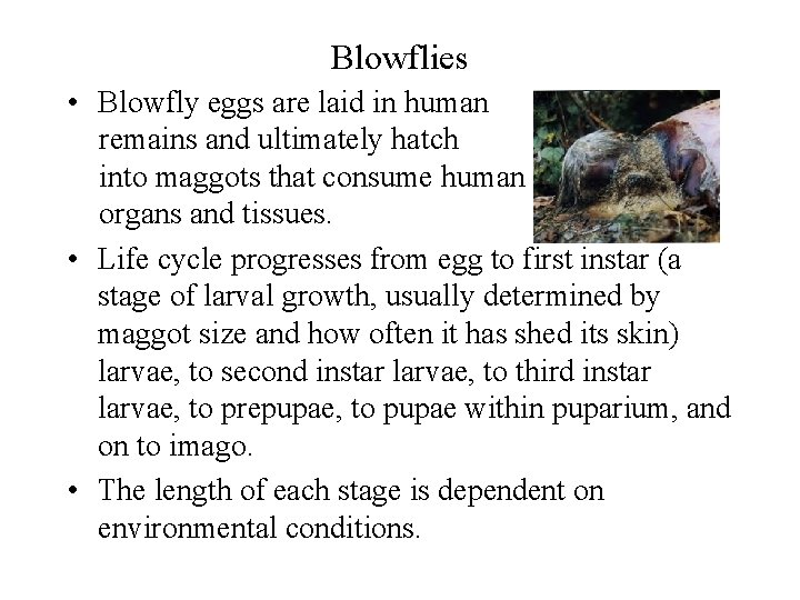 Blowflies • Blowfly eggs are laid in human remains and ultimately hatch into maggots