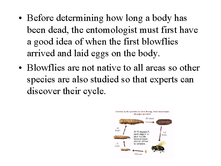  • Before determining how long a body has been dead, the entomologist must