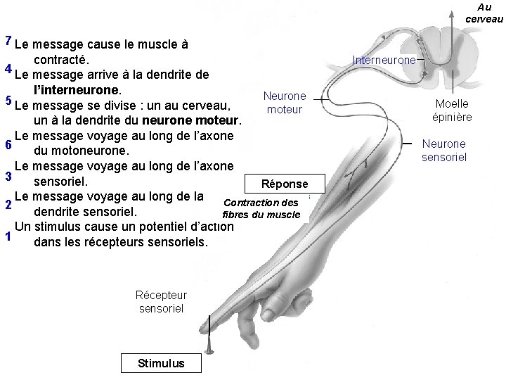 Au cerveau 7 Le message cause le muscle à contracté. 4 Le message arrive