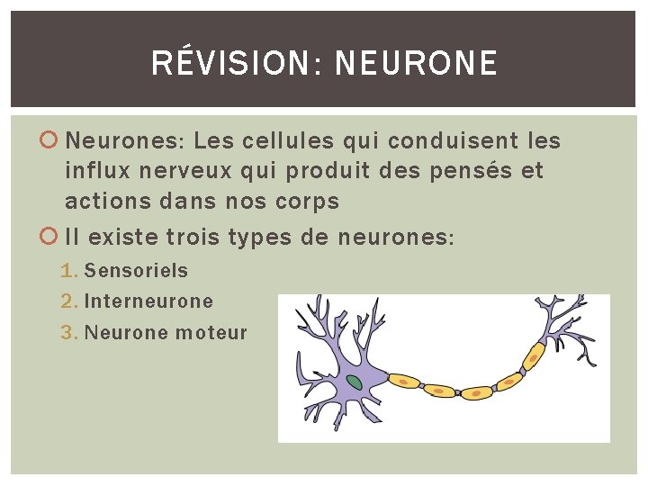 RÉVISION: NEURONE Neurones: Les cellules qui conduisent les influx nerveux qui produit des pensés