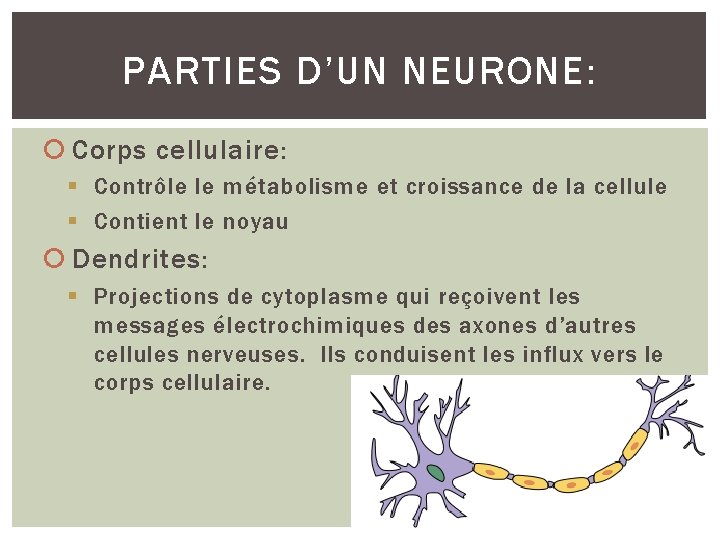 PARTIES D’UN NEURONE: Corps cellulaire: § Contrôle le métabolisme et croissance de la cellule