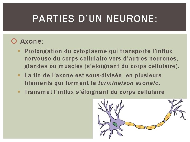 PARTIES D’UN NEURONE: Axone: § Prolongation du cytoplasme qui transporte l’influx nerveuse du corps