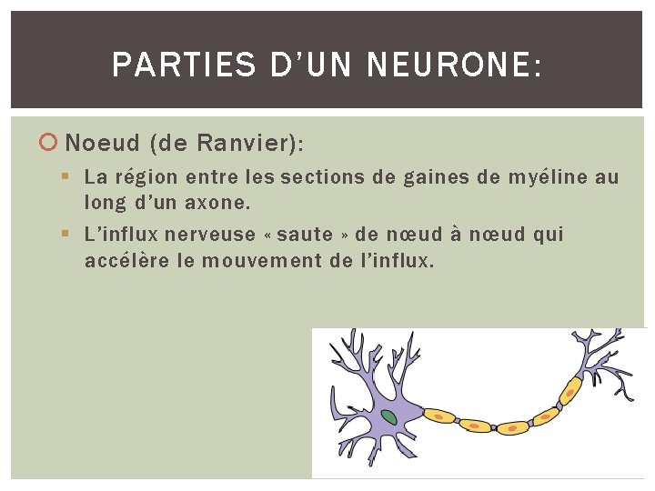 PARTIES D’UN NEURONE: Noeud (de Ranvier): § La région entre les sections de gaines