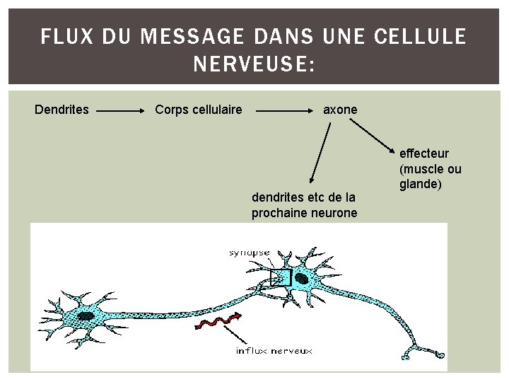 FLUX DU MESSAGE DANS UNE CELLULE NERVEUSE: Dendrites Corps cellulaire axone dendrites etc de