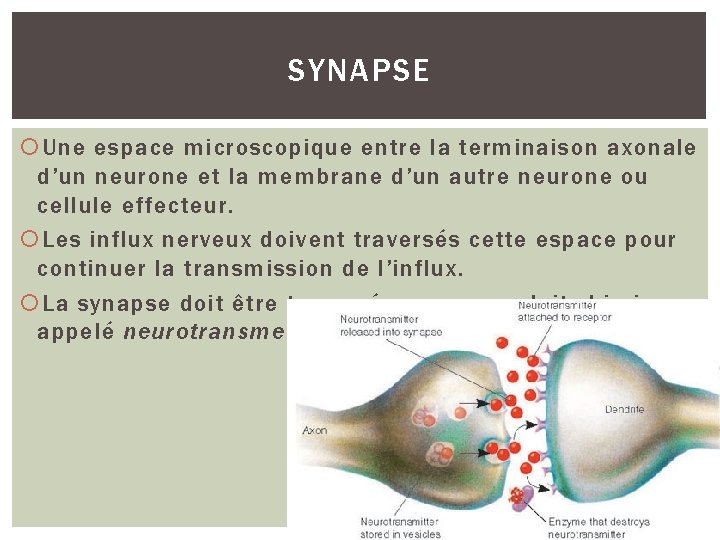 SYNAPSE Une espace microscopique entre la terminaison axonale d’un neurone et la membrane d’un