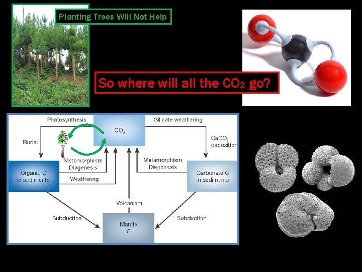 Planting Trees Will Not Help So where will all the CO 2 go? 