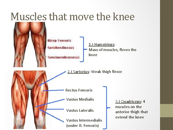 Muscles that move the knee 1. ) Hamstrings: Mass of muscles, flexes the knee