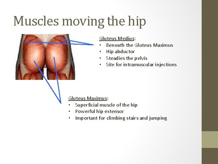 Muscles moving the hip Gluteus Medius: • Beneath the Gluteus Maximus • Hip abductor