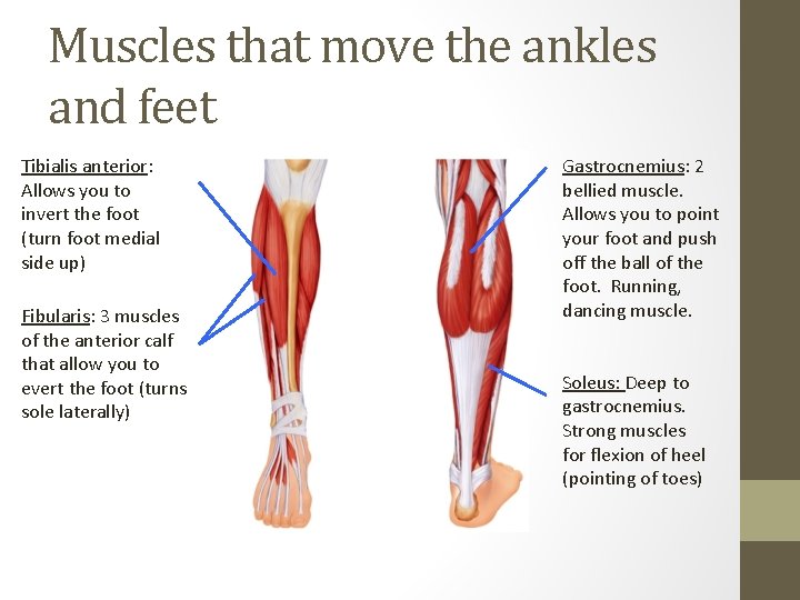 Muscles that move the ankles and feet Tibialis anterior: Allows you to invert the