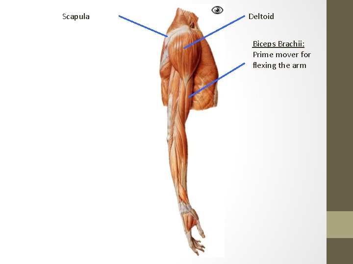 Scapula Deltoid Biceps Brachii: Prime mover for flexing the arm 