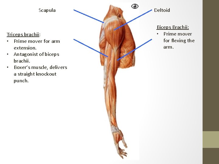 Scapula Triceps brachii: • Prime mover for arm extension. • Antagonist of biceps brachii.