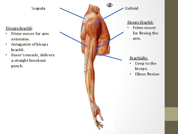 Scapula Triceps brachii: • Prime mover for arm extension. • Antagonist of biceps brachii.