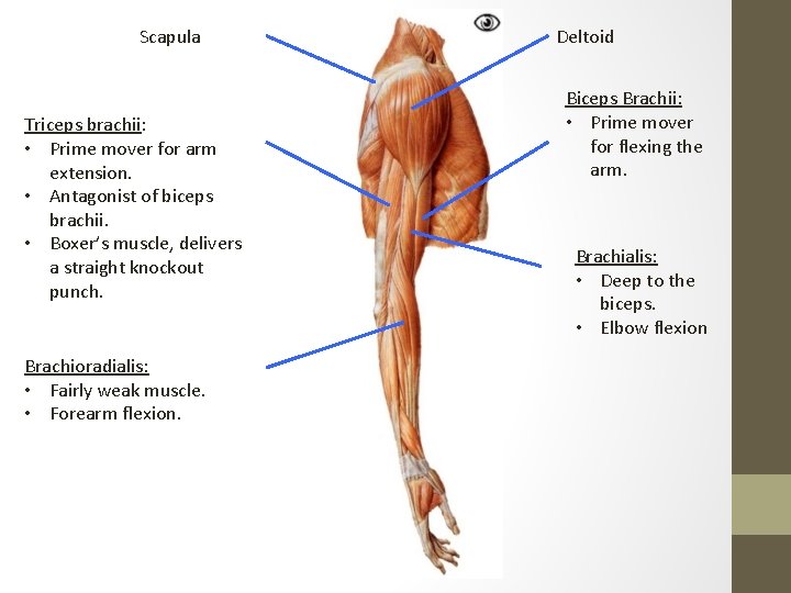 Scapula Triceps brachii: • Prime mover for arm extension. • Antagonist of biceps brachii.