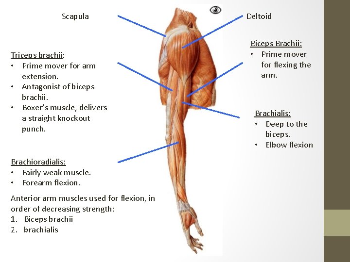 Scapula Triceps brachii: • Prime mover for arm extension. • Antagonist of biceps brachii.