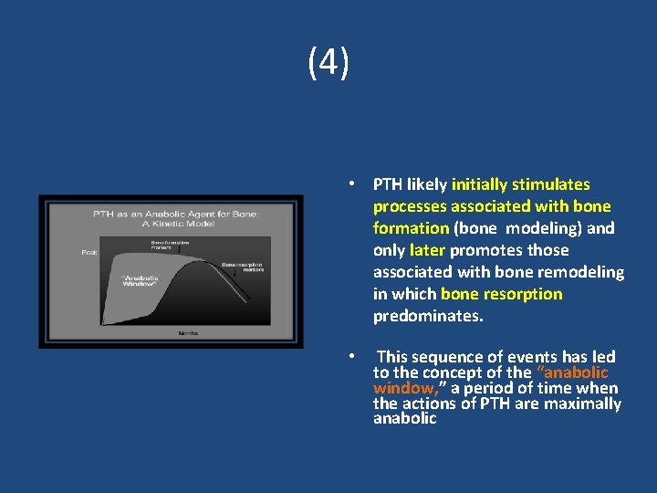 (4) • PTH likely initially stimulates processes associated with bone formation (bone modeling) and