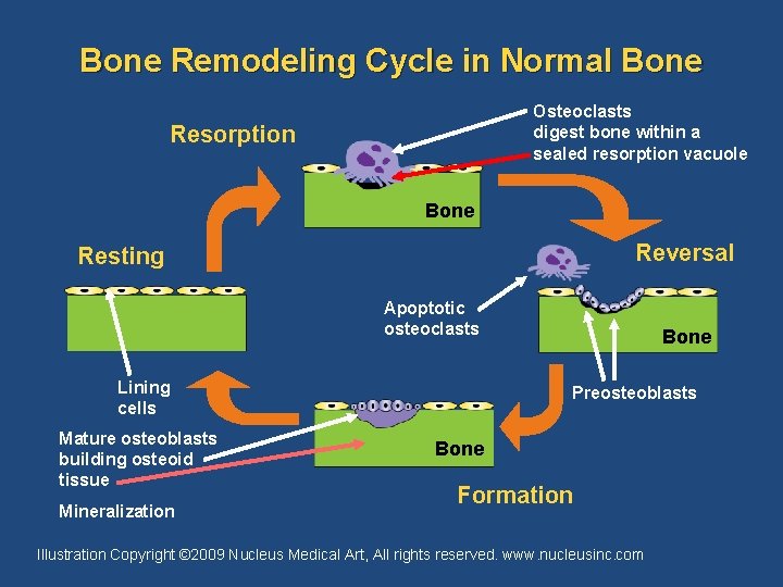 Bone Remodeling Cycle in Normal Bone Osteoclasts digest bone within a sealed resorption vacuole