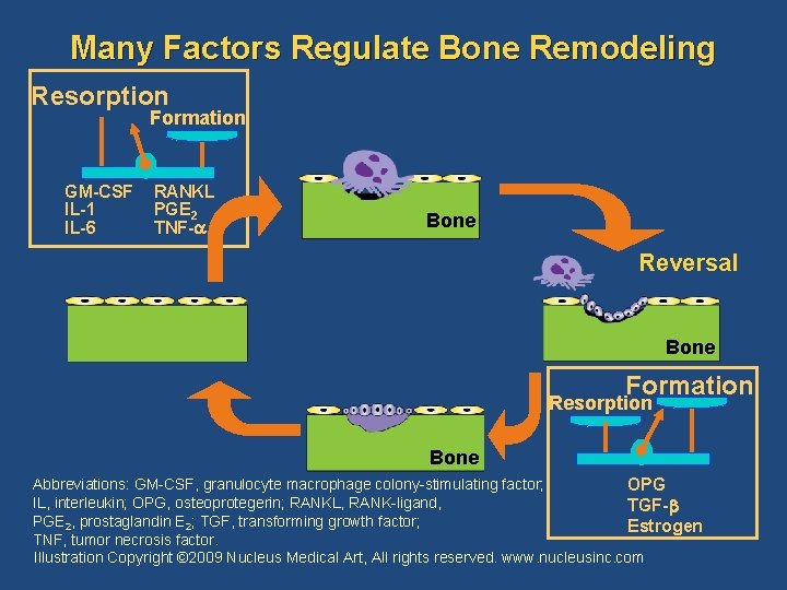 Many Factors Regulate Bone Remodeling Resorption Formation GM-CSF IL-1 IL-6 RANKL PGE 2 TNF-