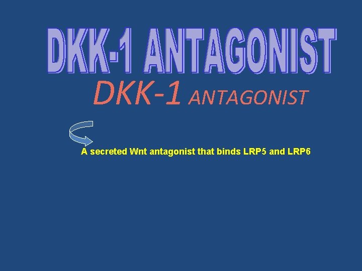 DKK-1 ANTAGONIST A secreted Wnt antagonist that binds LRP 5 and LRP 6 