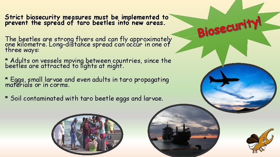 Strict biosecurity measures must be implemented to prevent the spread of taro beetles into