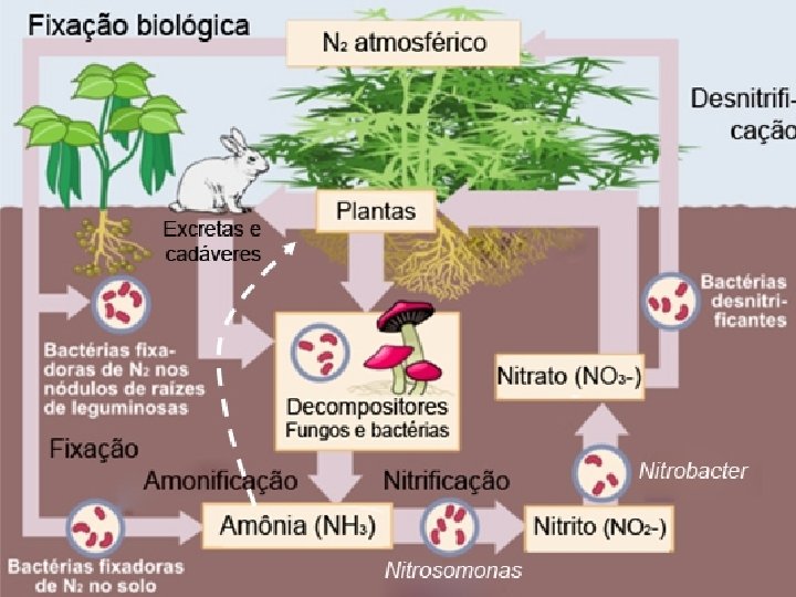 Meio Ambiente Ciclo do Nitrogênio 