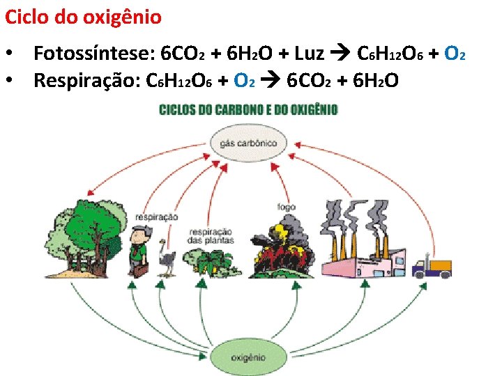 Ciclo do oxigênio • Fotossíntese: 6 CO 2 + 6 H 2 O +