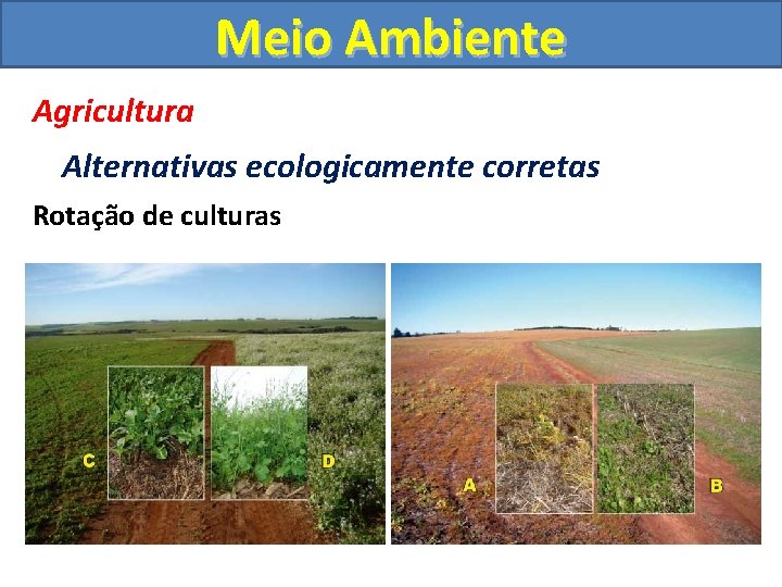 Meio Ambiente Agricultura Alternativas ecologicamente corretas Rotação de culturas 