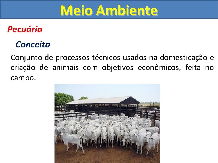 Meio Ambiente Pecuária Conceito Conjunto de processos técnicos usados na domesticação e criação de