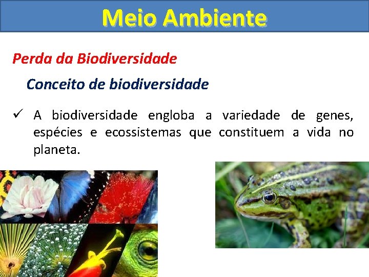 Meio Ambiente Perda da Biodiversidade Conceito de biodiversidade ü A biodiversidade engloba a variedade