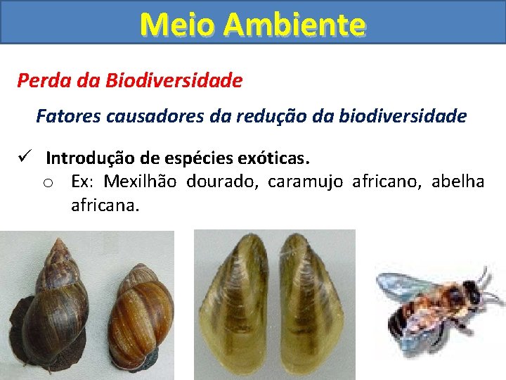 Meio Ambiente Perda da Biodiversidade Fatores causadores da redução da biodiversidade ü Introdução de