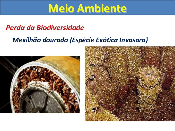 Meio Ambiente Perda da Biodiversidade Mexilhão dourado (Espécie Exótica Invasora) 