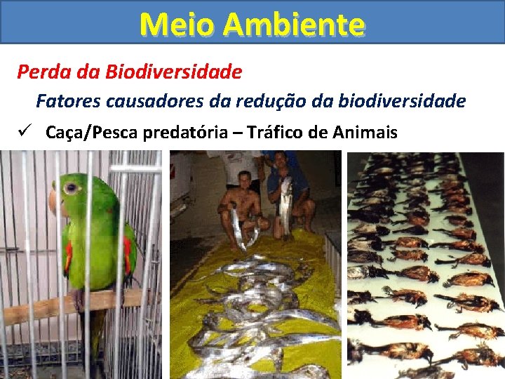 Meio Ambiente Perda da Biodiversidade Fatores causadores da redução da biodiversidade ü Caça/Pesca predatória