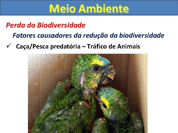 Meio Ambiente Perda da Biodiversidade Fatores causadores da redução da biodiversidade ü Caça/Pesca predatória