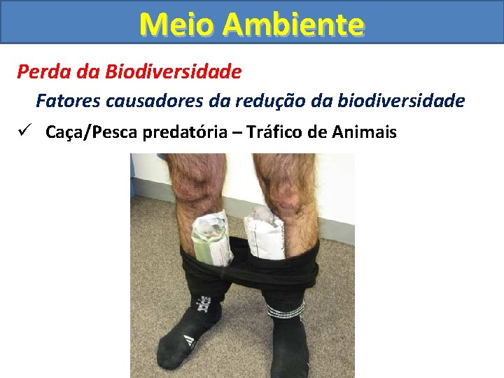 Meio Ambiente Perda da Biodiversidade Fatores causadores da redução da biodiversidade ü Caça/Pesca predatória