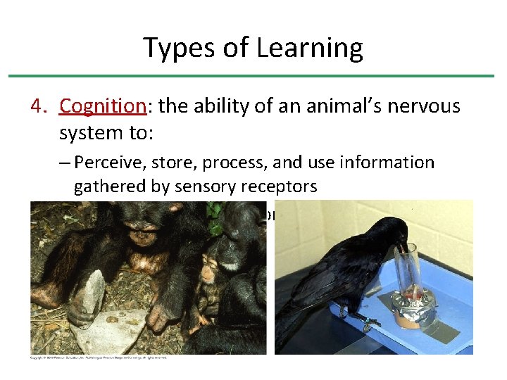 Types of Learning 4. Cognition: the ability of an animal’s nervous system to: –