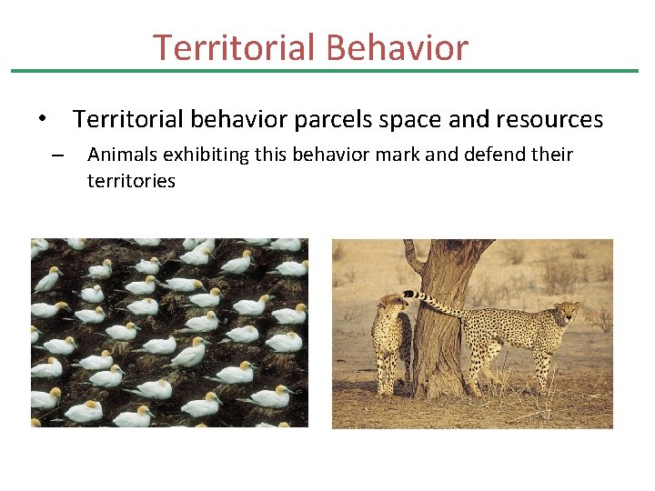 Territorial Behavior • Territorial behavior parcels space and resources – Animals exhibiting this behavior