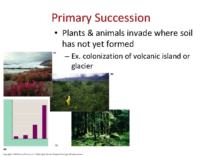 Primary Succession • Plants & animals invade where soil has not yet formed –