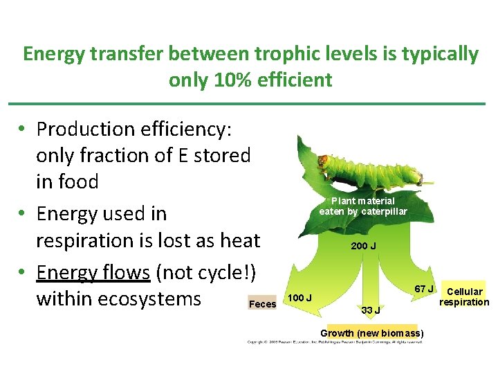 Energy transfer between trophic levels is typically only 10% efficient • Production efficiency: only