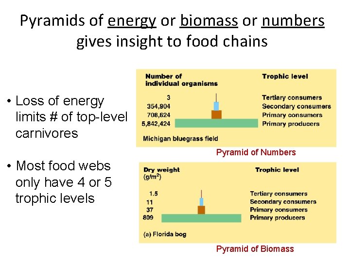 Pyramids of energy or biomass or numbers gives insight to food chains • Loss