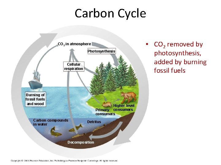 Carbon Cycle CO 2 in atmosphere Photosynthesis Cellular respiration Burning of fossil fuels and