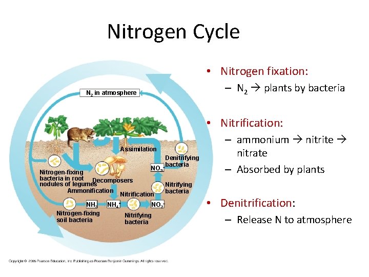 Nitrogen Cycle • Nitrogen fixation: – N 2 plants by bacteria N 2 in