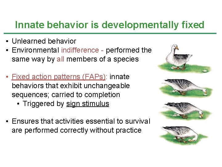 Innate behavior is developmentally fixed • Unlearned behavior • Environmental indifference - performed the