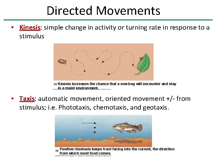 Directed Movements • Kinesis: simple change in activity or turning rate in response to