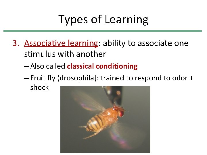 Types of Learning 3. Associative learning: ability to associate one stimulus with another –