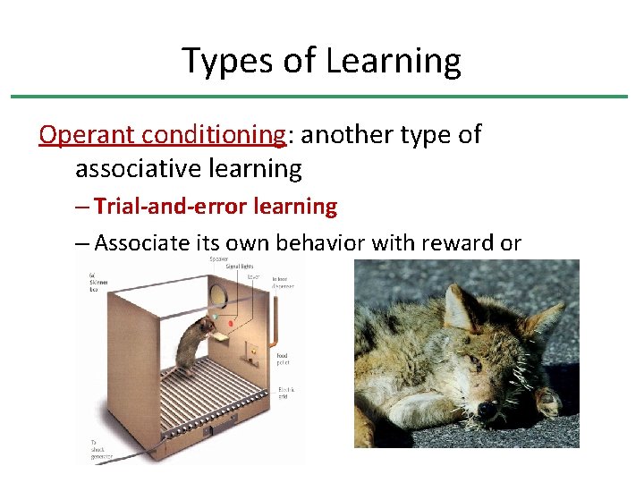 Types of Learning Operant conditioning: another type of associative learning – Trial-and-error learning –