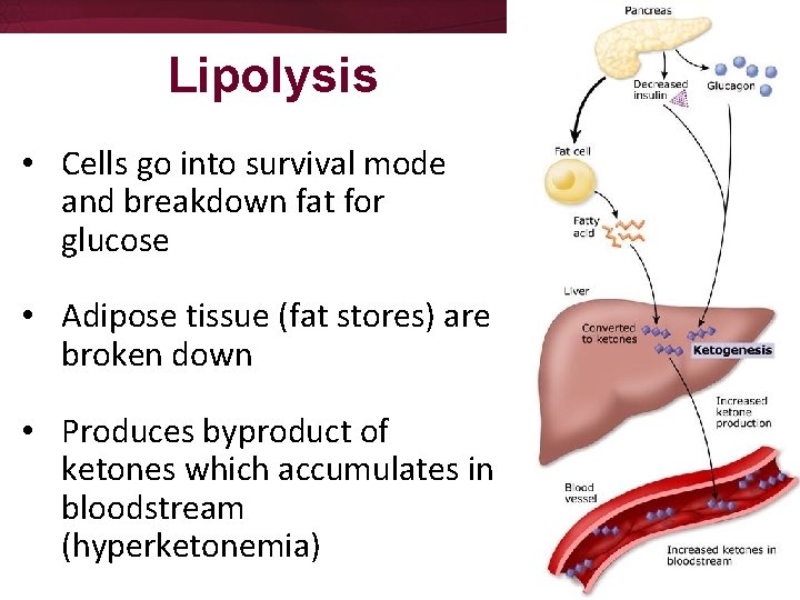 Lipolysis • Cells go into survival mode and breakdown fat for glucose • Adipose Lipolysis • Cells go into survival mode and breakdown fat for glucose • Adipose