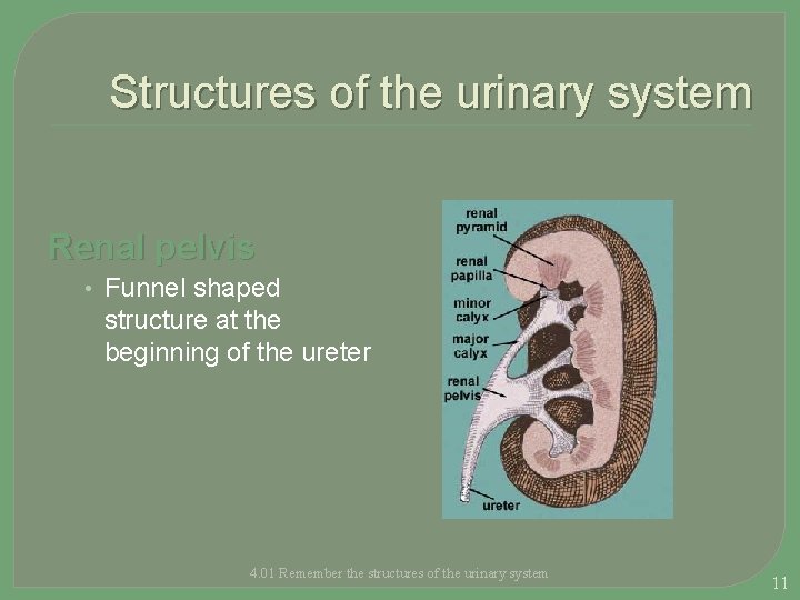Structures of the urinary system Renal pelvis • Funnel shaped structure at the beginning