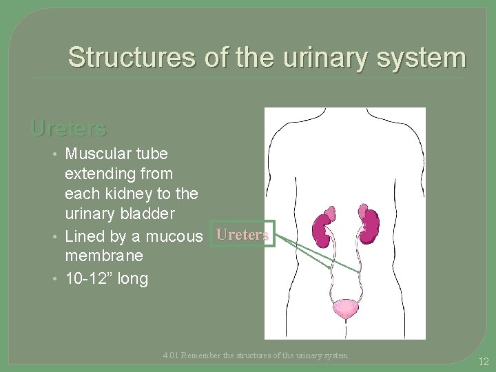 Structures of the urinary system Ureters • Muscular tube extending from each kidney to